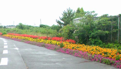 日和田の道端の花壇