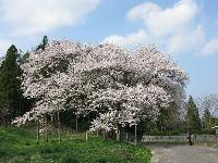 弥明の桜