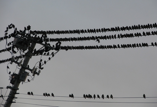 電信柱に鳥がびっちり