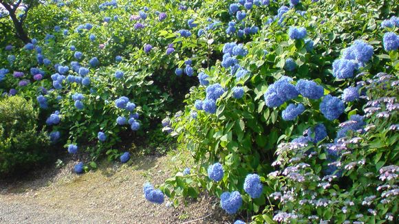 緑水苑の紫陽花