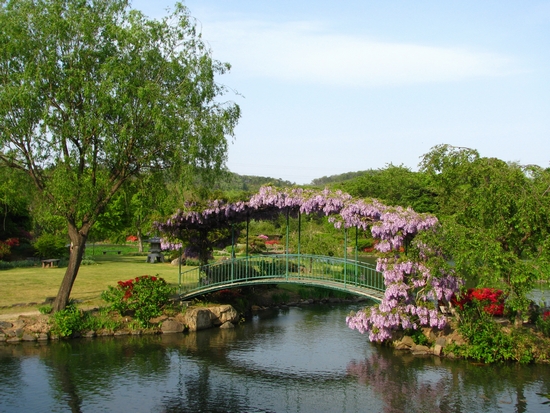 四季の里緑水苑。藤の橋。