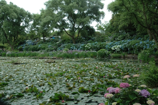緑水苑 紫陽花 睡蓮