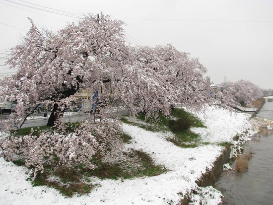 雪と桜 逢瀬川
